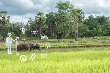 Buffalo in the rice field, concept of smart agriculture, modern technology and sustainability.