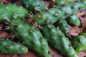 Kaktus mrozoodporny Opuncja fragilis cv foehr Föhr