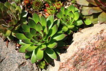 rojnik Charazdae Sempervivum