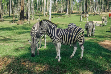 Fototapeta na wymiar A herd of zebras inside a safari