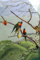 Three Rainbow Lorikeets Feeding on a Branch with Fresh Fruit in a Captive Environment