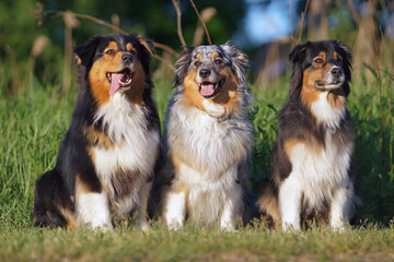 Three adorable Australian Shepherd dogs (blue merle and tricolor) posing outdoors sitting together on a green grass in summer