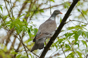 Common wood pigeon sits on a branch with leaves. Common Wood-pigeon close-up portrait with beautiful feathers on a spring day. Bird with the white patches of the neck.