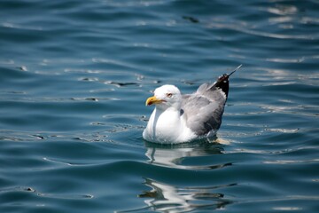 Silver seagull in a sea bay, Dalmatia