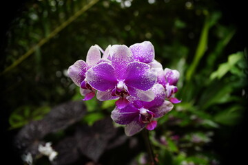 Orchidea storczyk pośród innych roślin w palmiarni