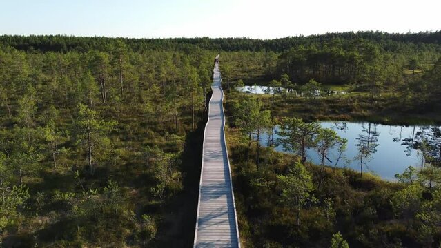 Walking track at Viru Raba or bog at Lahemaa National Park 