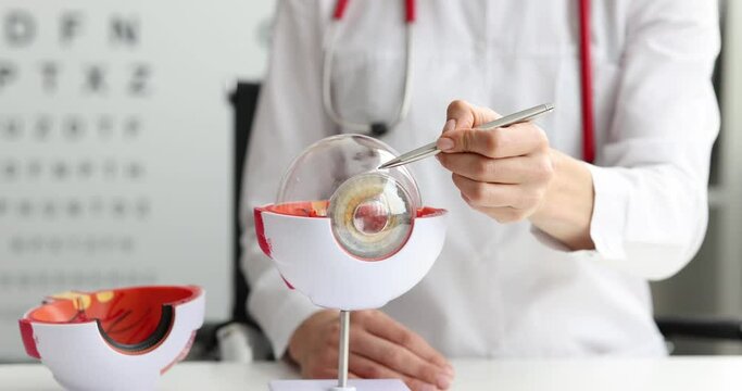 Ophthalmologist shows structure of human eye on model. Eye function structure and eye anatomy concept