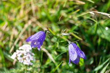 Glockenblume