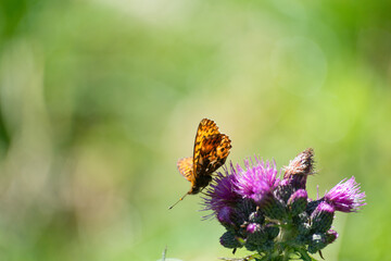 Schmetterling auf Blüte