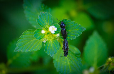 Käfer paaren sich auf Taubnessel