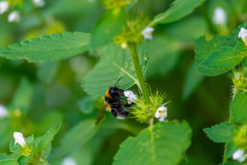 Insekten, Hummel auf Taubnessel