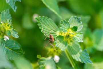 Spinne auf Taubnessel