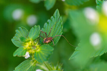 Spinne auf Taubnessel