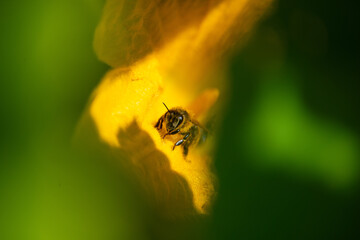 Biene auf Kürbisblüte