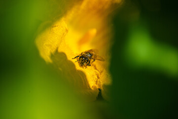 Biene auf Kürbisblüte