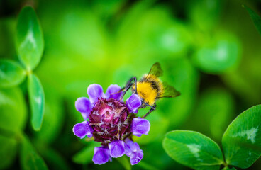 Hummel auf rosaroter Blüte
