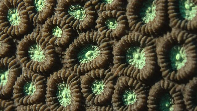 Close up of a Two Colored Star Coral (Favia speciosa), WAKATOBI, Indonesia, Nov 2017, slow motion