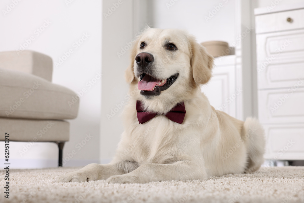 Sticker Cute Labrador Retriever with stylish bow tie indoors