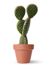 Beautiful green cactus in terracotta pot isolated on white