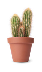 Beautiful green cacti in terracotta pot isolated on white