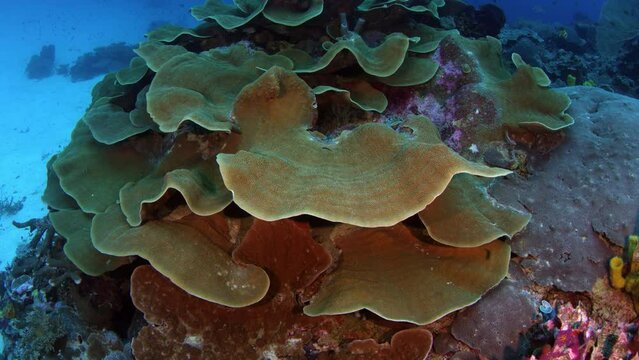 camera tracking around  a large pore coral, montipora florida, in the coral reef, WAKATOBI, indonesia, slow motion