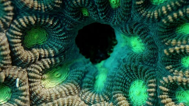 Close up of a Two Colored Star Coral (Favia speciosa), WAKATOBI, Indonesia, Nov 2017, slow motion