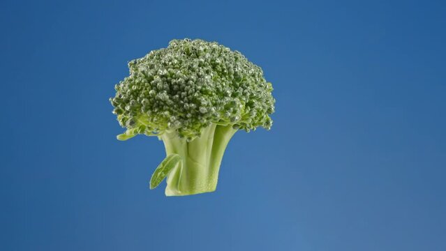 Sprig of broccoli rotating suspended against a blue screen background