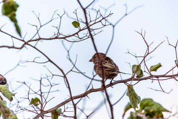 Pájaro posado en la rama de un árbol.
