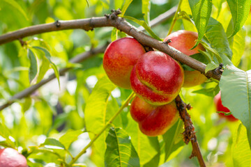fresh nectarine peaches growing on tree branch