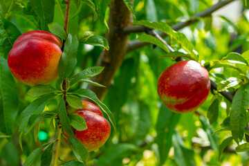 fresh ripe nectarine peaches growing on tree