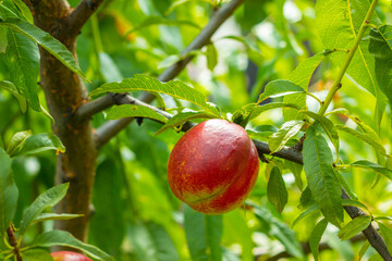 fresh single nectarine peache growing on branch