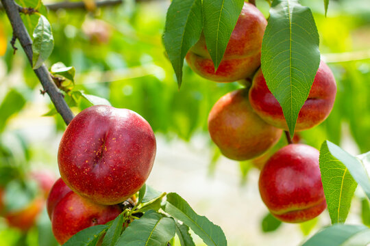 fresh ripe bunch of nectarine peaches on tree