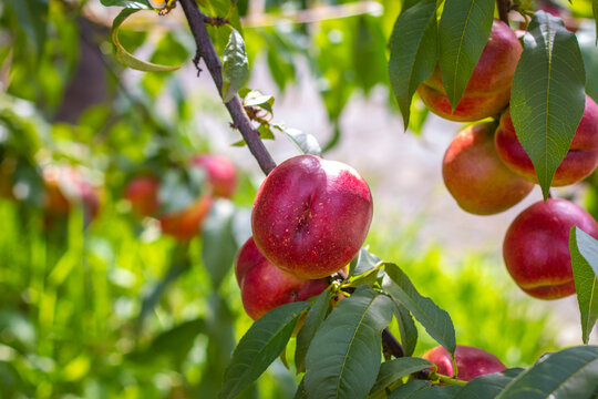fresh ripe nectarine peaches growing on branch