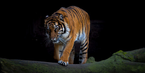 Tiger geht über Baumstamm