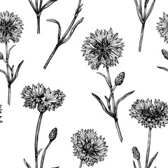 Seamless pattern with cornflower flower (Centaurea cyanus, bachelor's button, knapweed or bluett).  Black and white outline illustration, hand drawn work isolated on white background - obrazy, fototapety, plakaty
