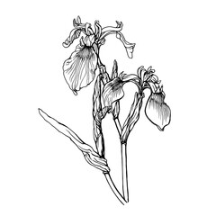 Bouquet of the European Iris pseudacorus flowers with bud (the yellow flag, yellow iris, or water flag). Black and white outline illustration, hand drawn work isolated on white background