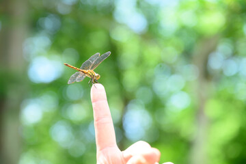この指とまれ～　夏のトンボのイメージ  © kapinon