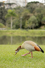 Duck in the park walking on grass