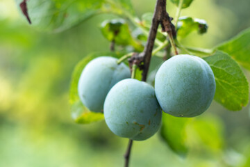 Plums - round, raw and ripen on a tree with copy space.