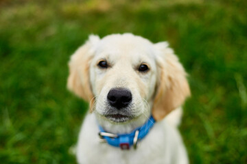 Cute happy golden retriever, puppy outdoor on the grass,  Portrait of a cute puppy in a field.