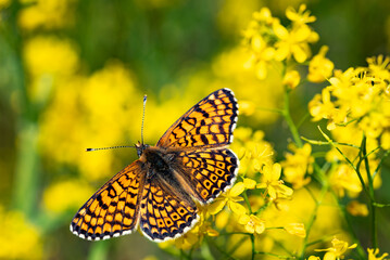 Orange checkered butterfly Melitaea interrupta sits on yellow flowers