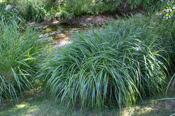 Miscanthus sinensis var zebrinus plant at the stream bank in the park