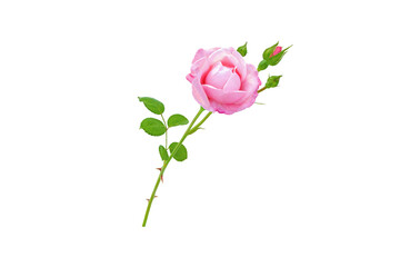 Pink rose flower, buds and leaves branch isolated transparent png
