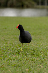 Moorhen walking on grass with pond behind - Parque Bacacheri, Curitiba - Paraná. Brazil