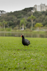 Moorhen walking on grass with pond behind - Parque Bacacheri, Curitiba - Paraná. Brazil