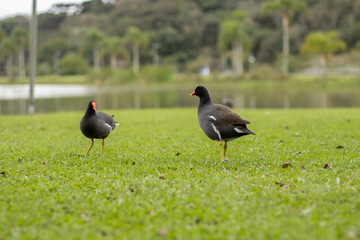 Two moorhens walking on grass with pond behind - Parque Bacacheri, Curitiba - Paraná. Brazil