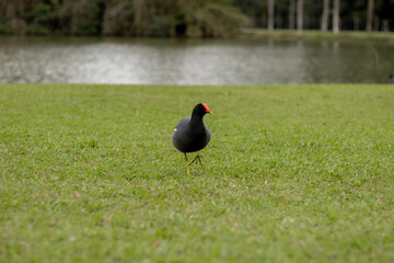 Moorhen walking on grass with pond behind - Parque Bacacheri, Curitiba - Paraná. Brazil
