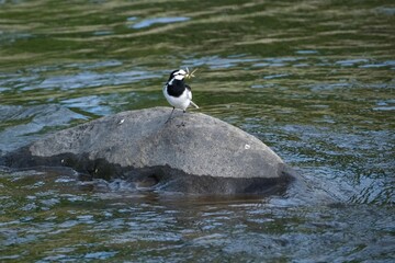 セグロセキレイ