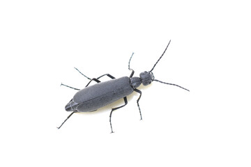 Ashgray blister beetle Epicauta fabricii on white background