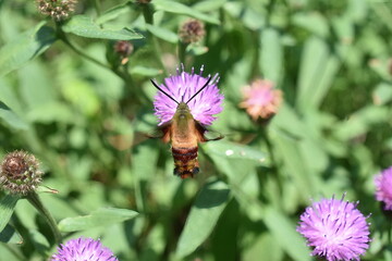 hummingbird clearwing, clearwing, thysbe, hemaris, daytime, 